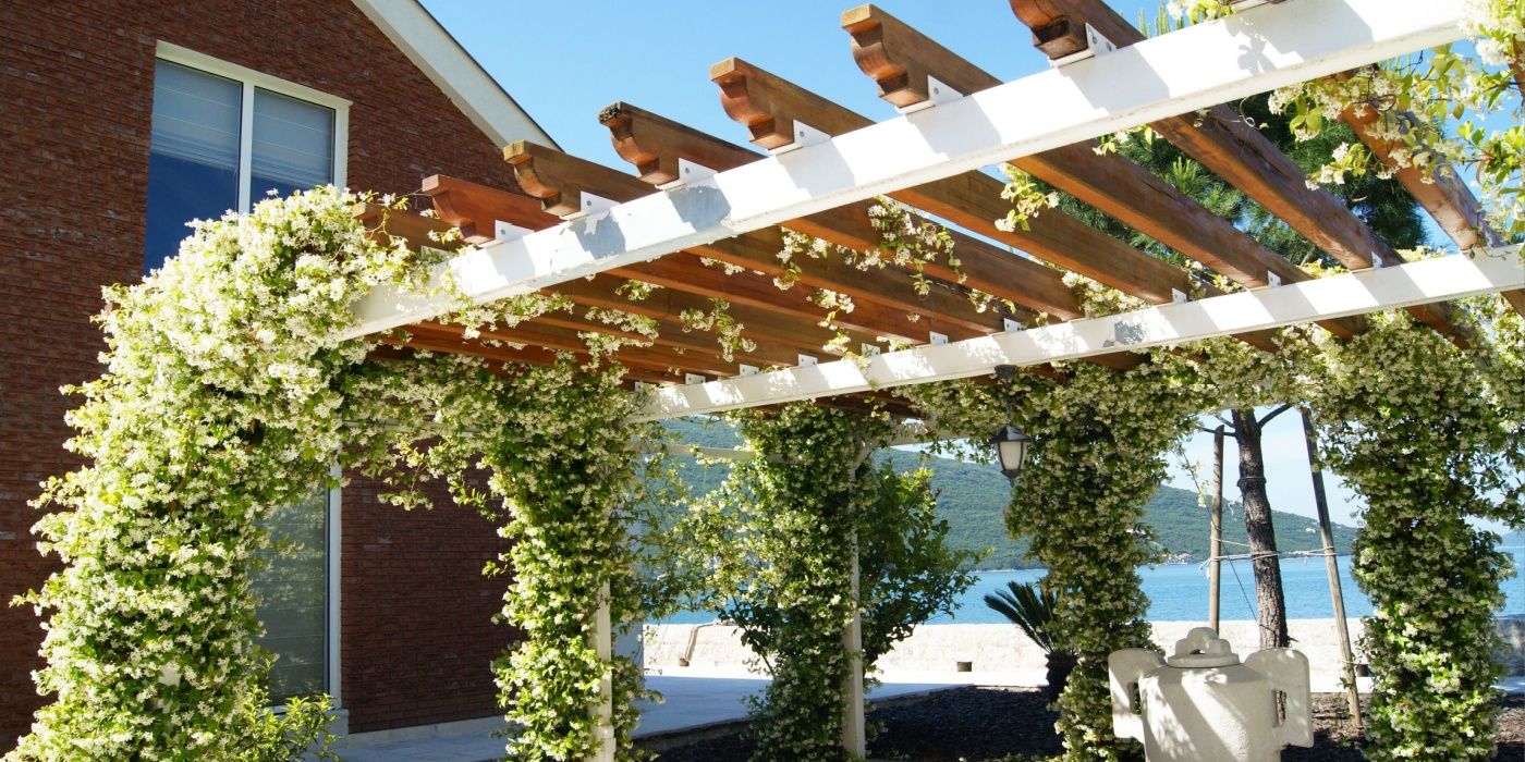 Pergola, entwined with blooming star jasmine