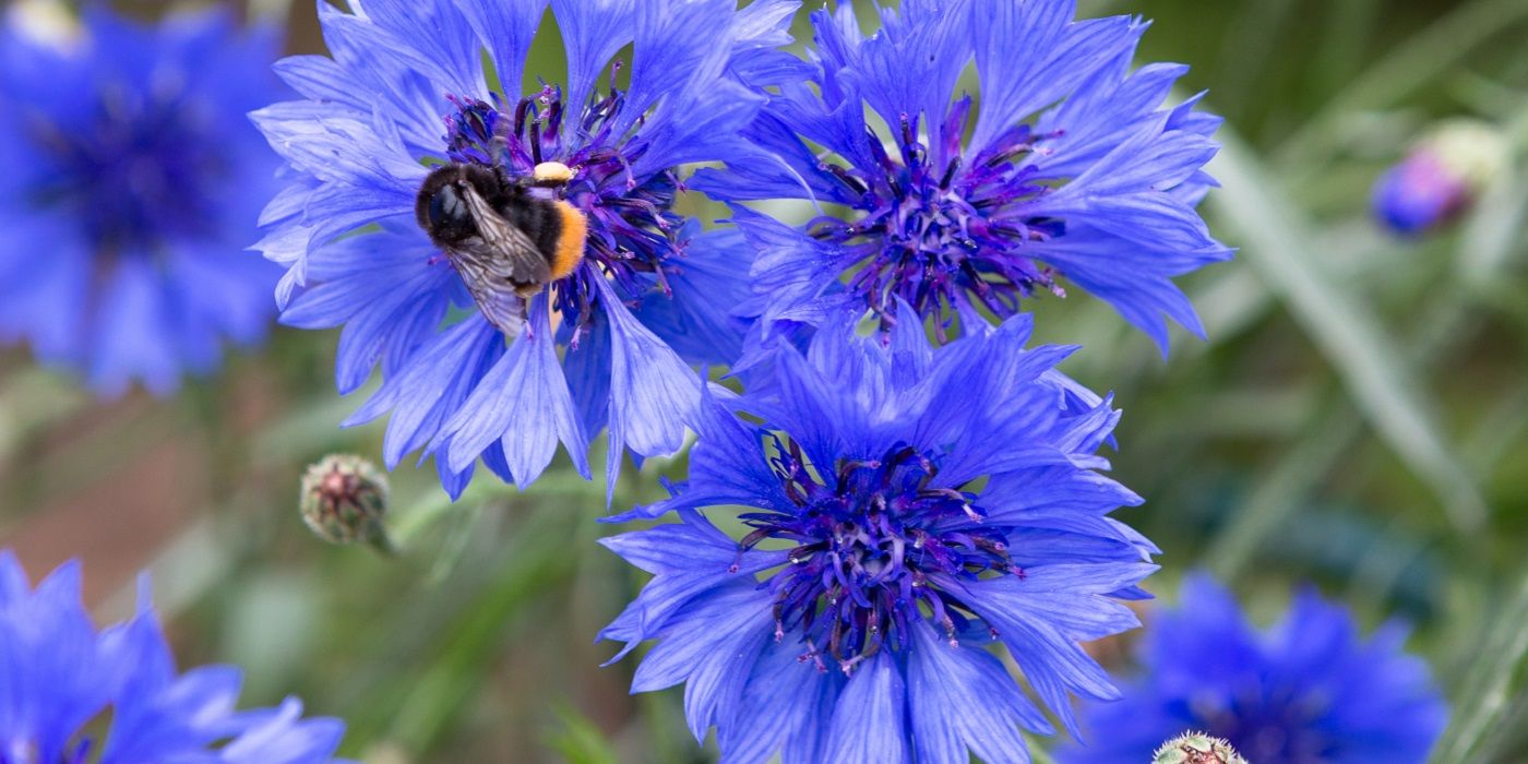 Blue cornflower