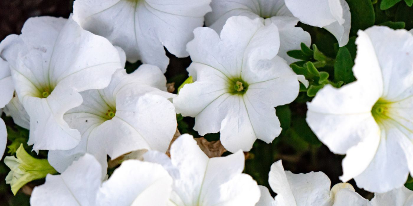 An image of white petunias