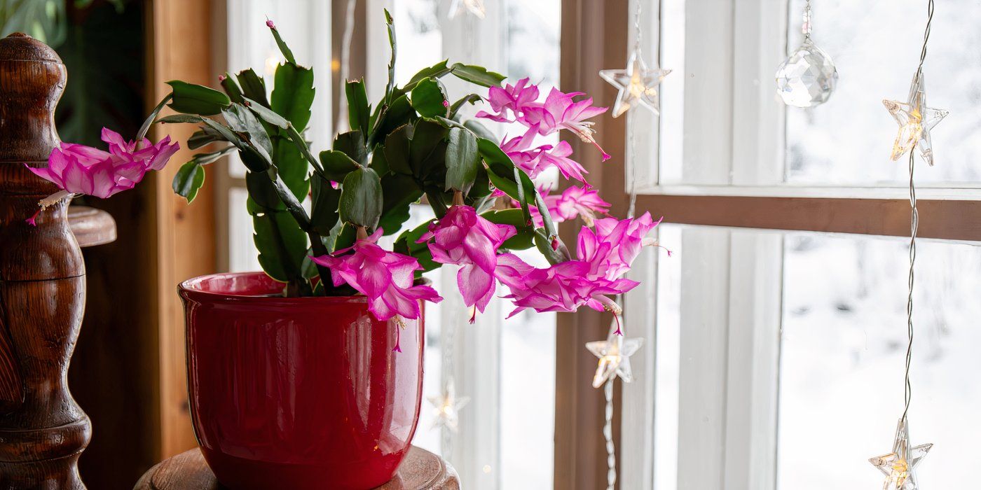 A blooming Christmas cactus 