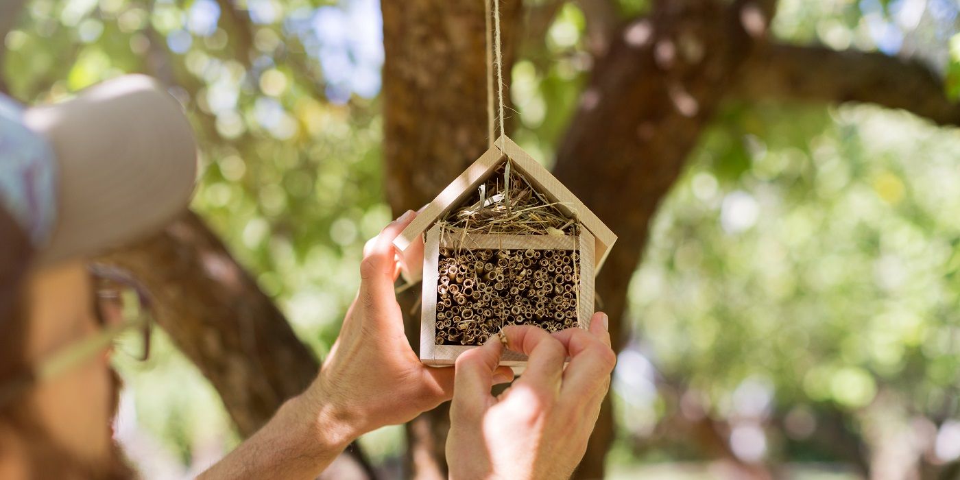 An individual hanging a bee hotel on a tree