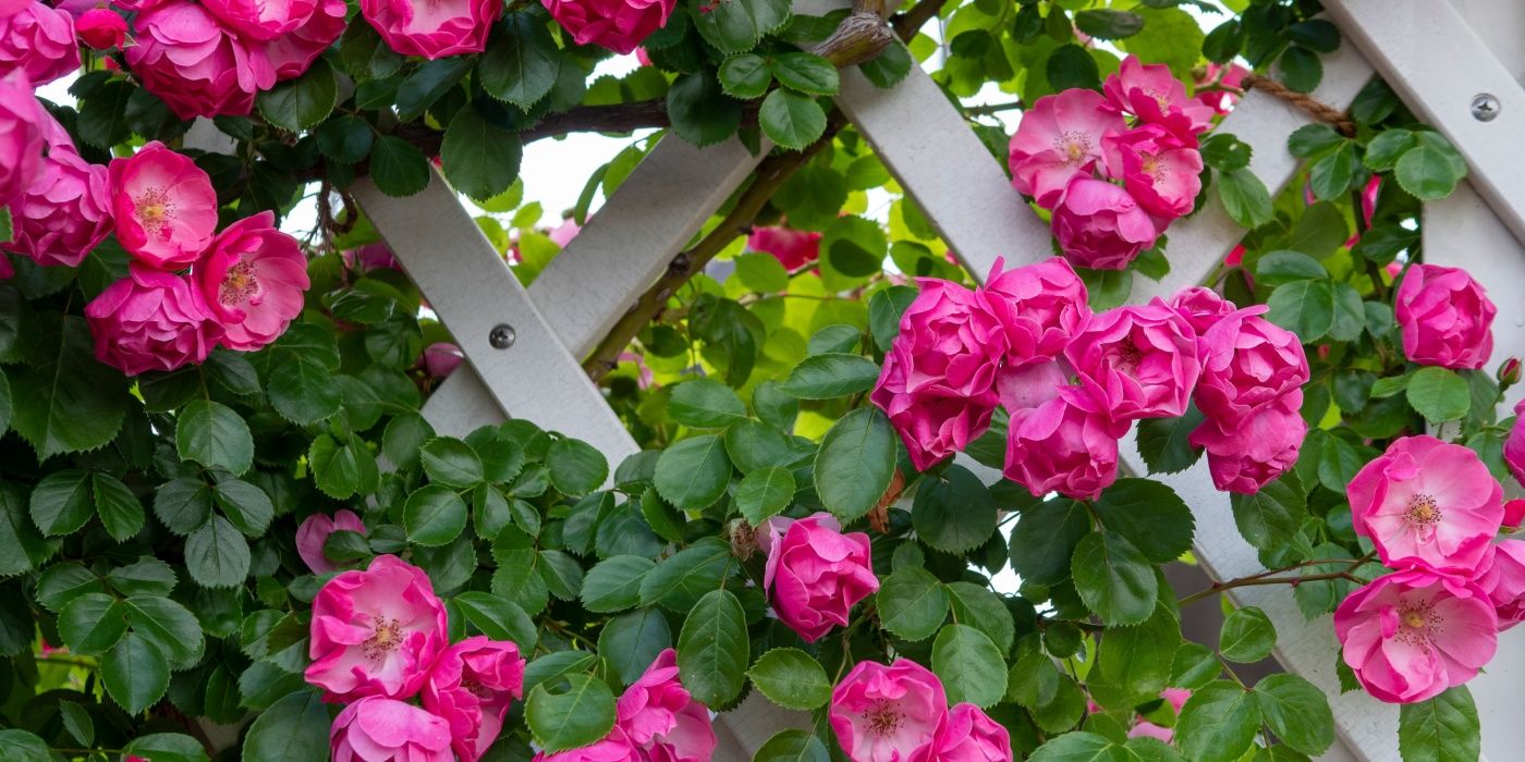 Pink roses climbing a white fence 