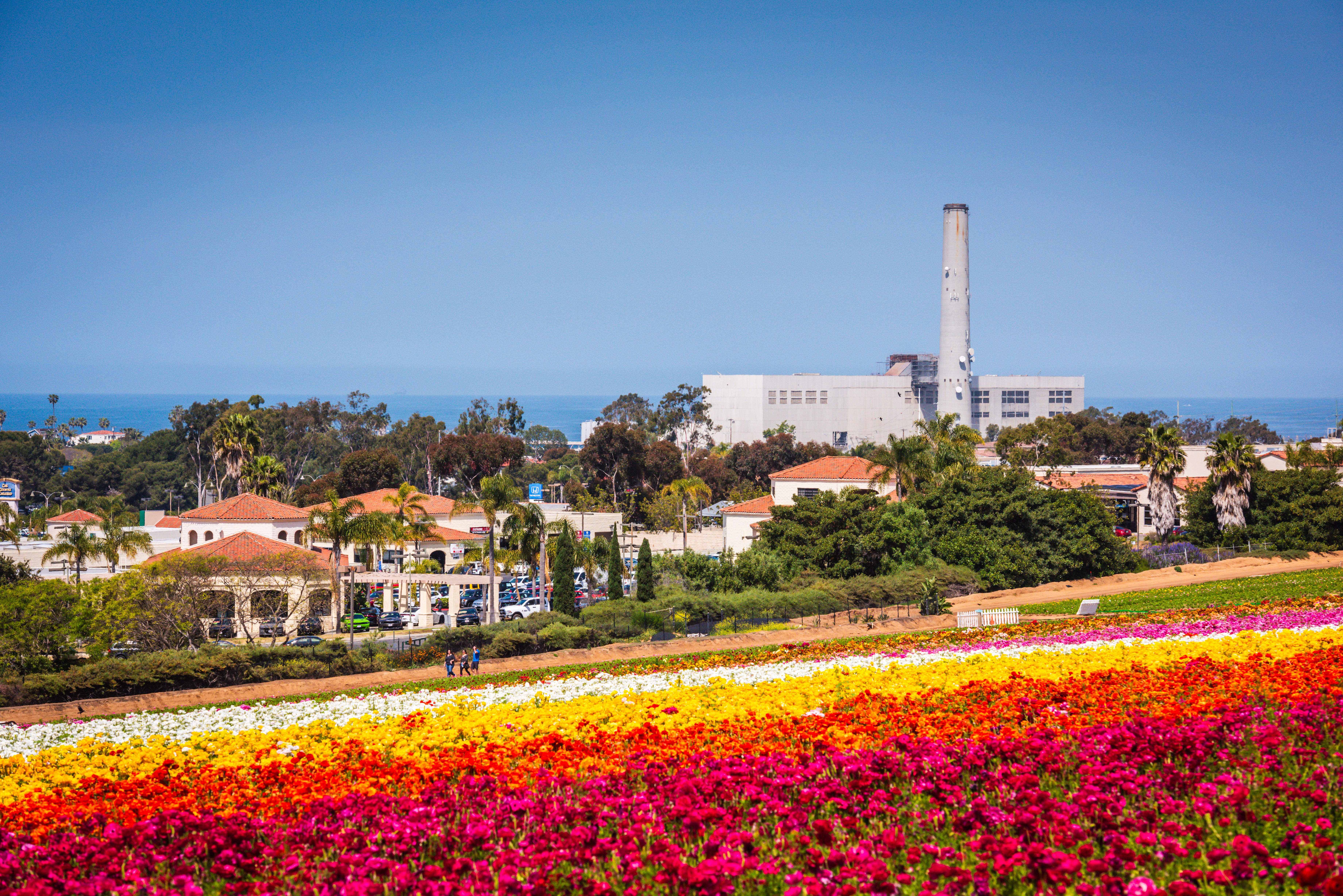 Flower Fields - Carlsbad, California