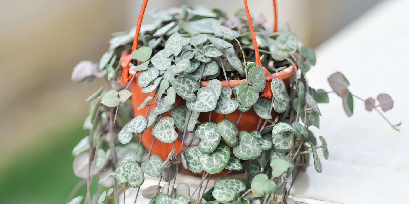 Hearts on a string plant