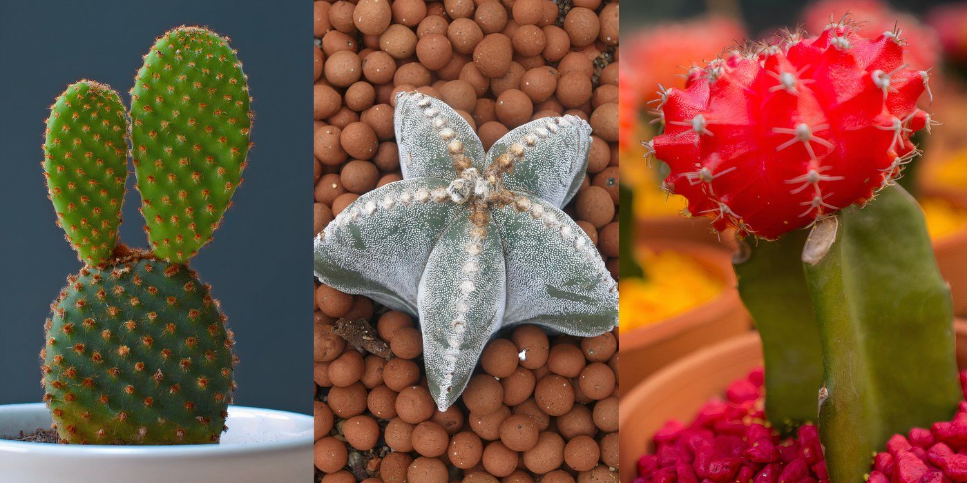 Bunny ear cactus, star cactus, and moon cactus