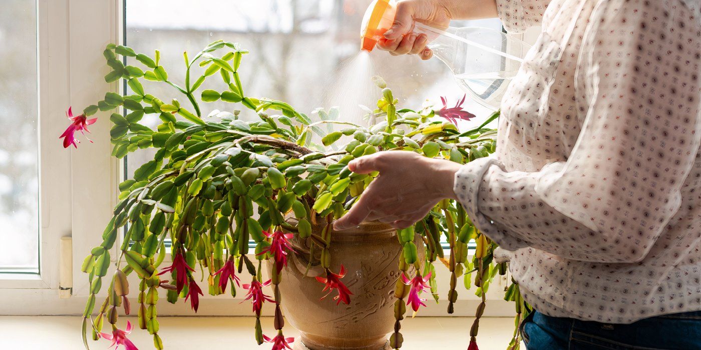 taking care of a cactus