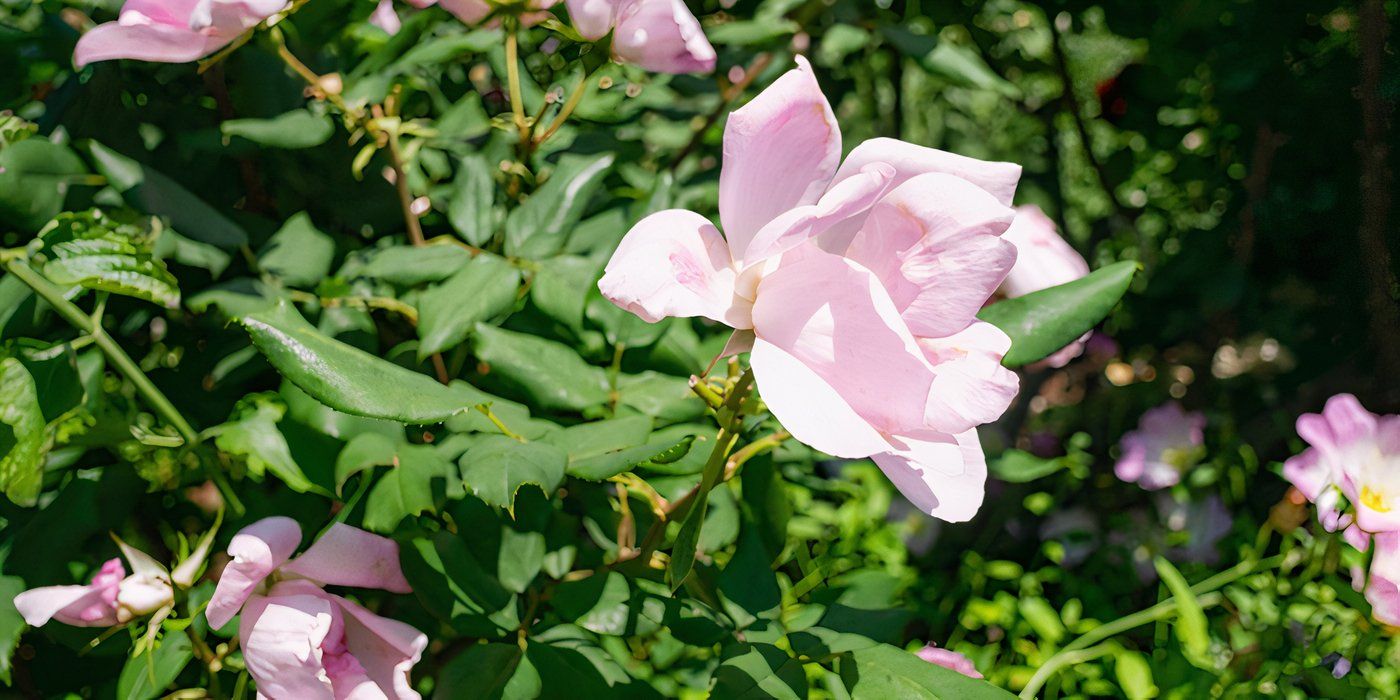 Knock Out 'Blushing' Rose