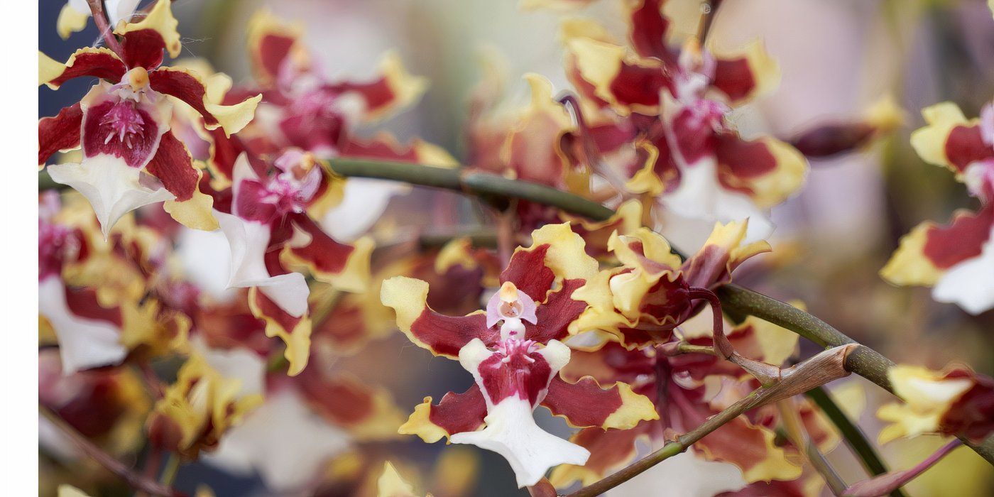 Chocolate orchid in full bloom