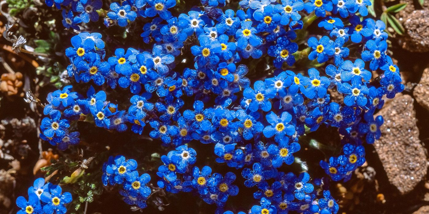 Forget me nots blooming outside in the sun