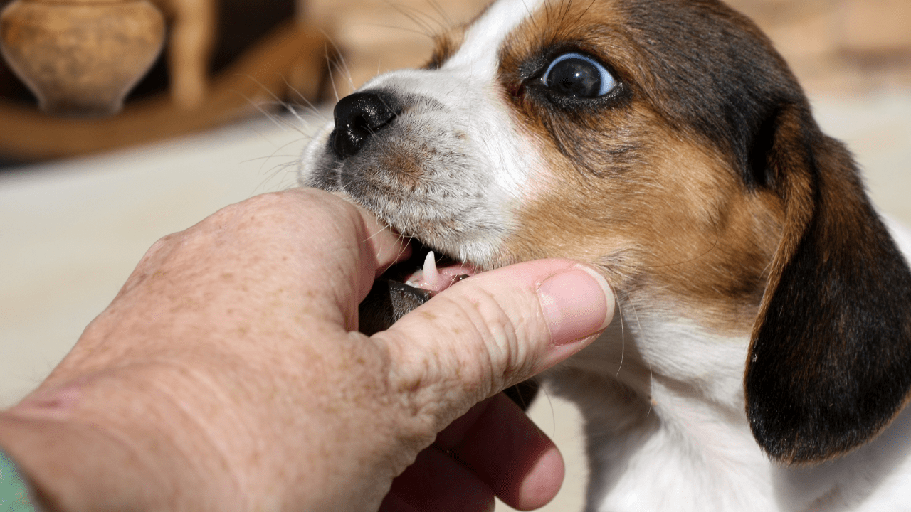 Puppy biting hand