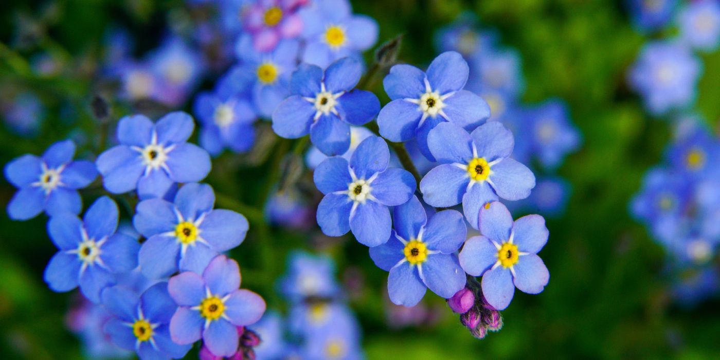 forget me nots