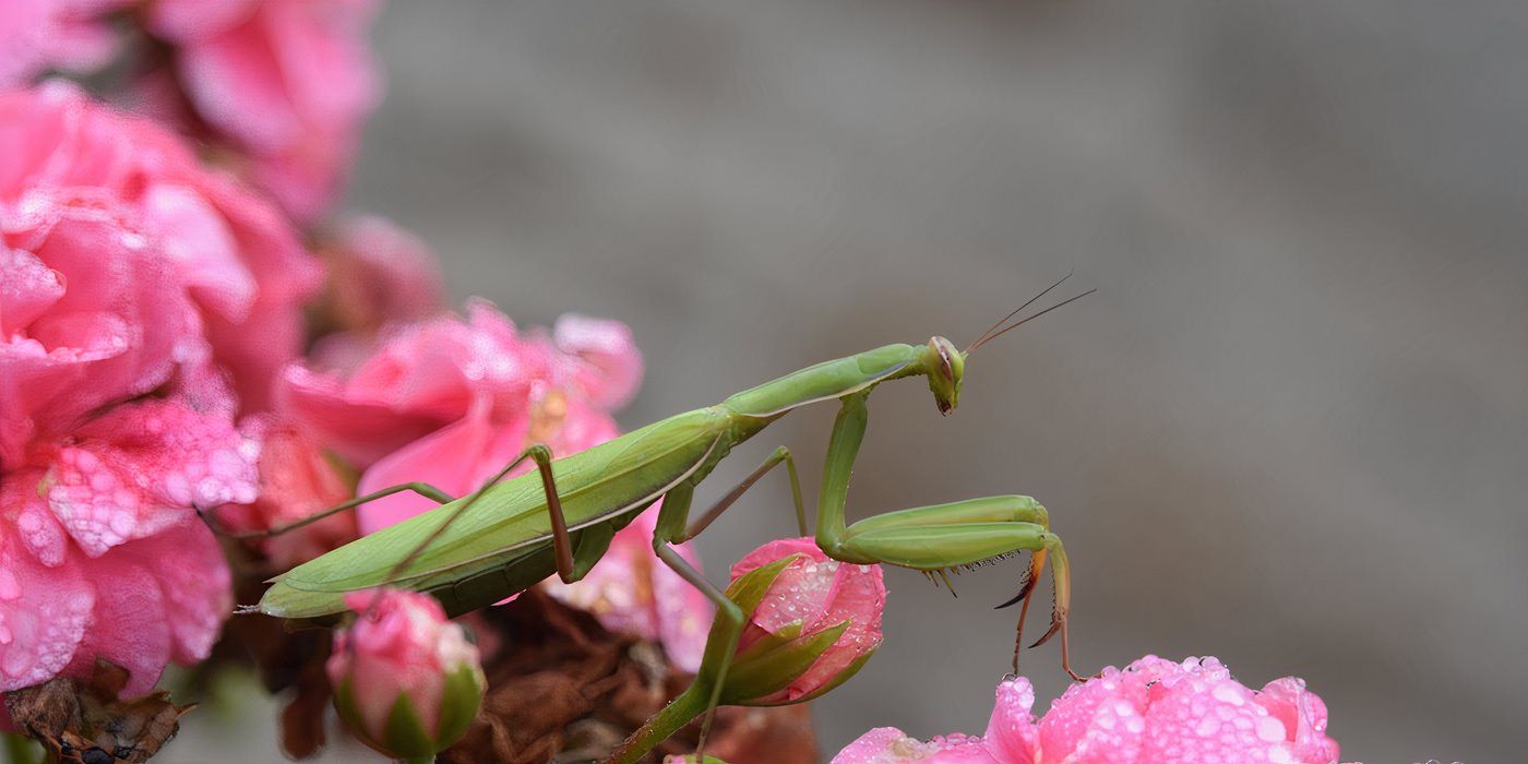 Praying mantis