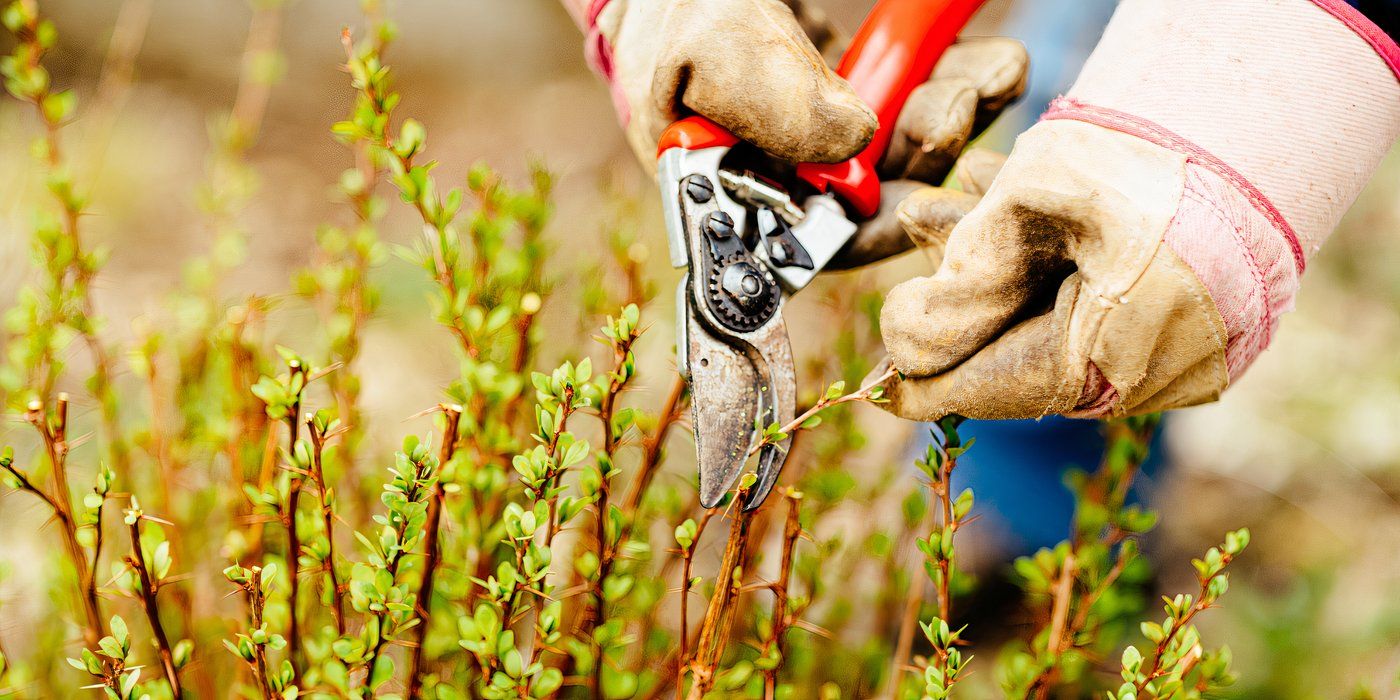 Pruning shrubs