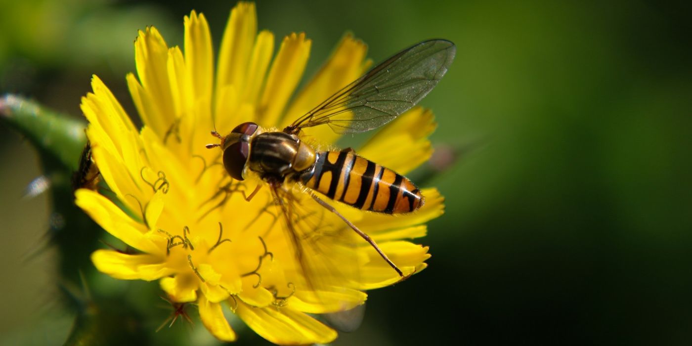 close-up of a hoverfly on a yellow flower