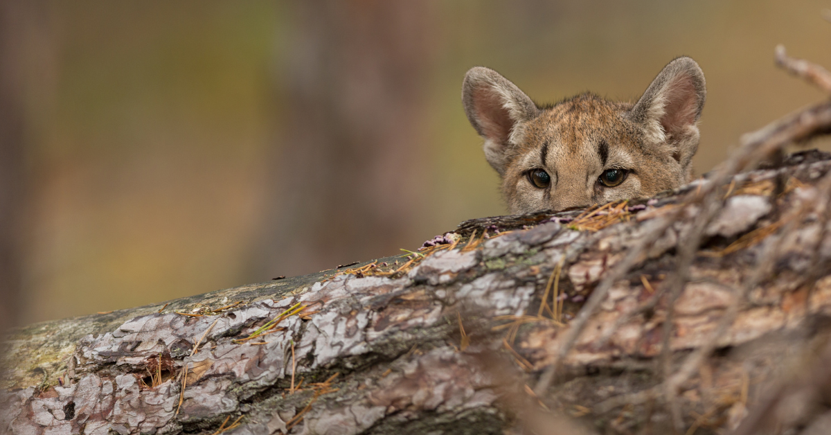 Cougar Hiding