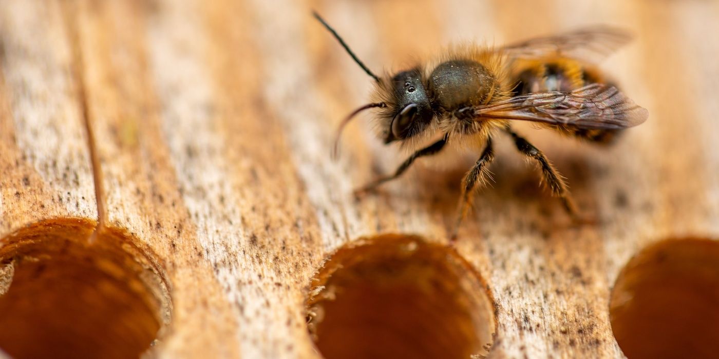 Bee crawling on an insect hotel