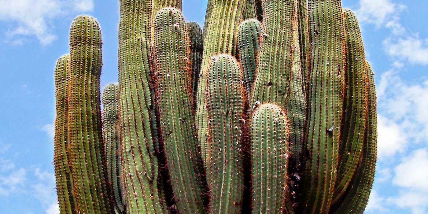 Saguaro cactus