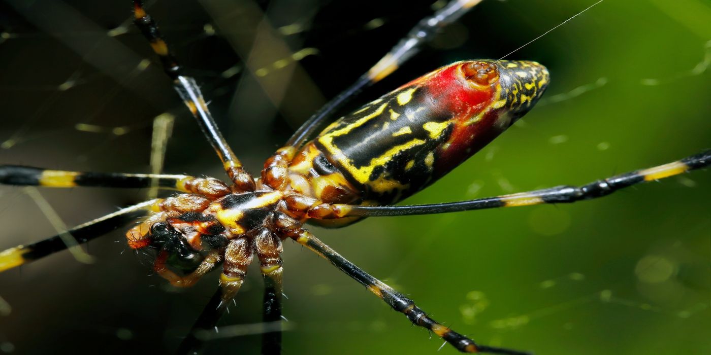 An image of joro spider