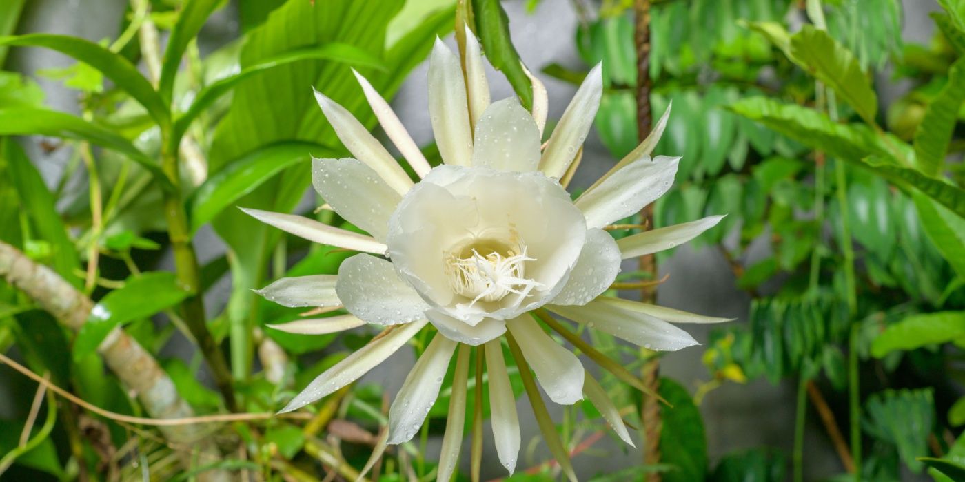 Kadupul flower 