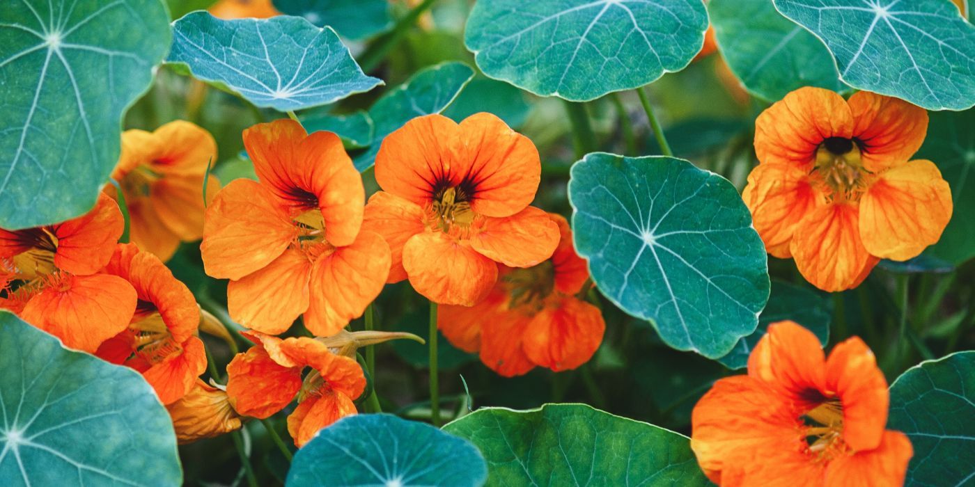 'Tip Top Apricot' Nasturtium flowers