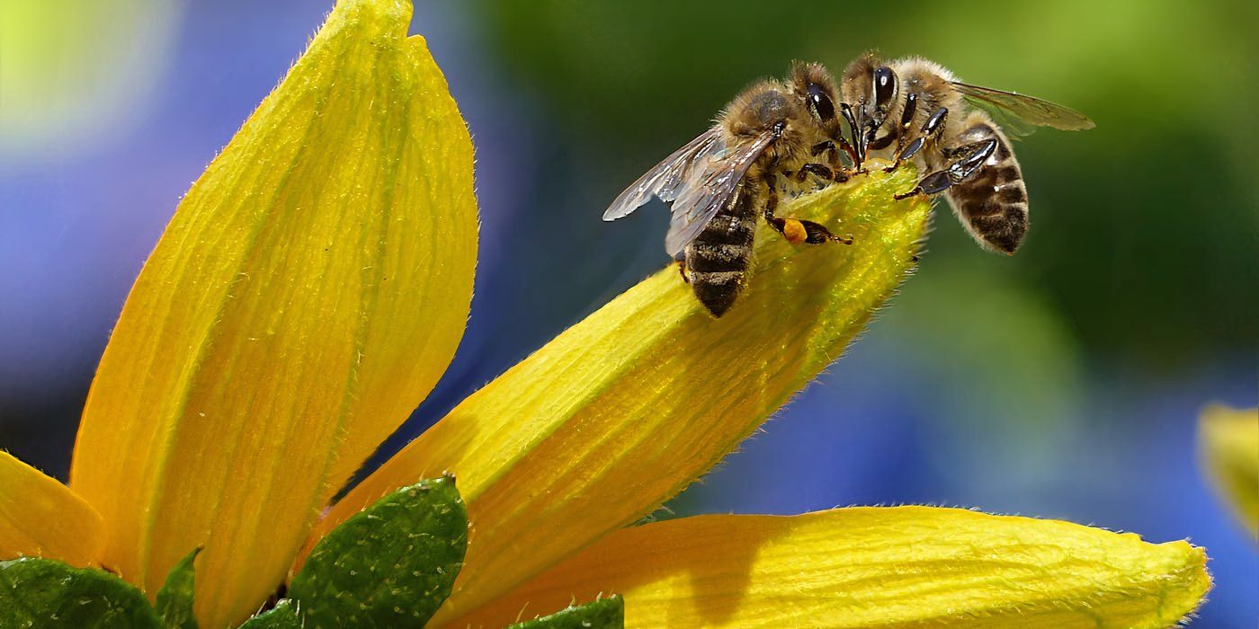 Bees on a flower