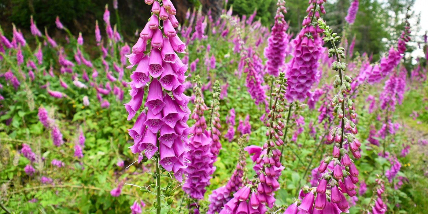 Foxglove flowers in bloom in full sunlight