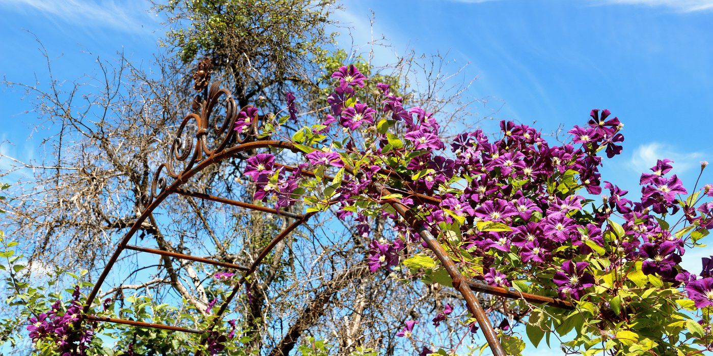 Clematis flower arch