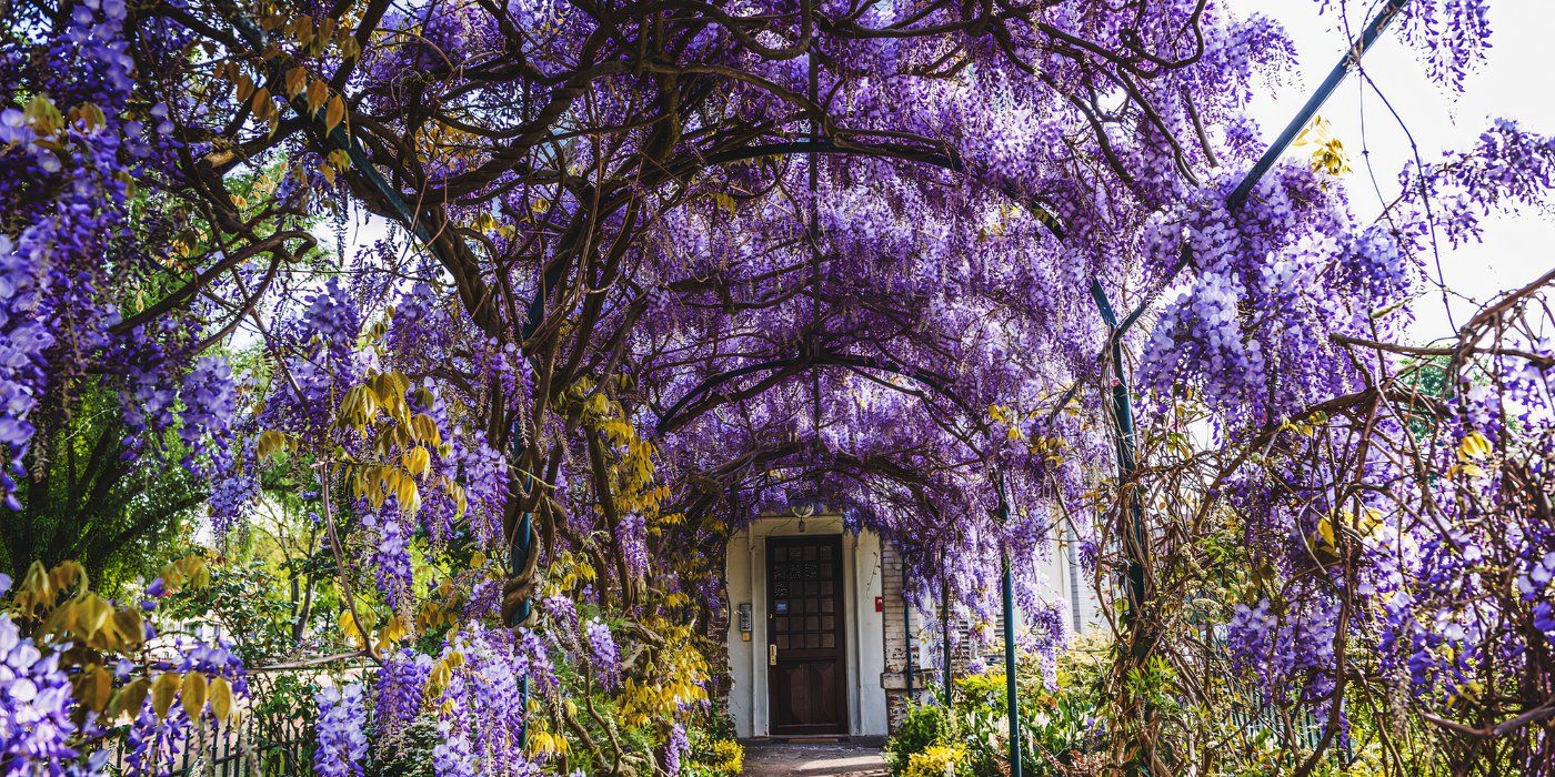 Wisteria covered arch