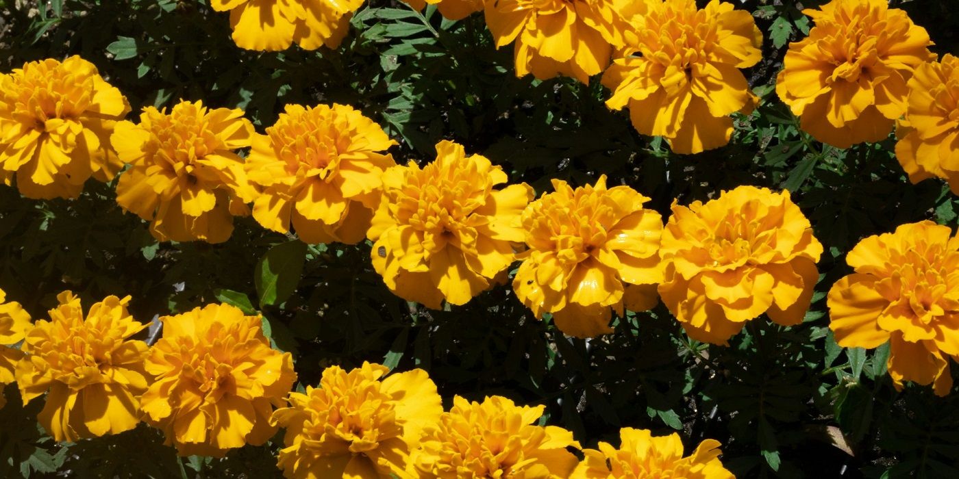 marigolds in bloom