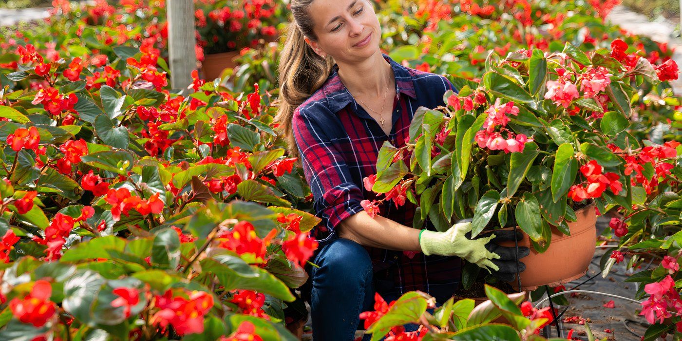 Woman holding begonias