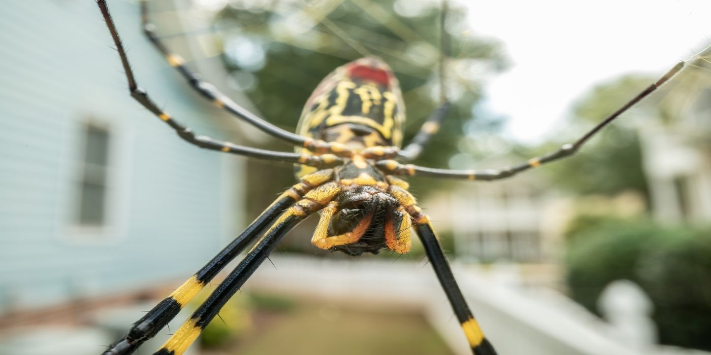 An image of joro spider 