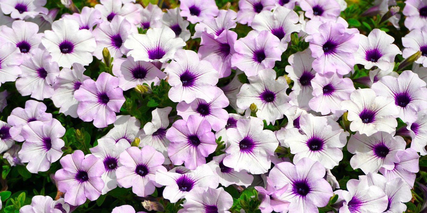 Pale purple petunias