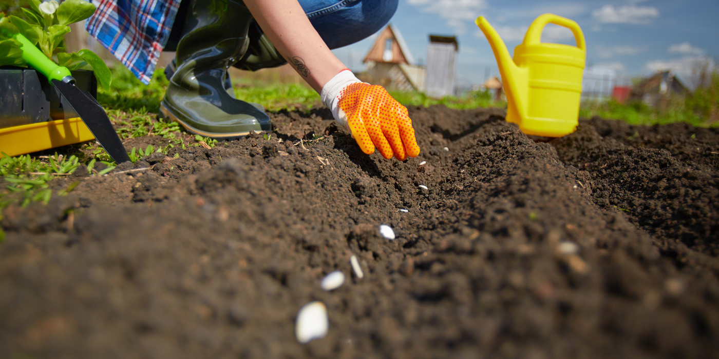 An image of a person spacing seeds