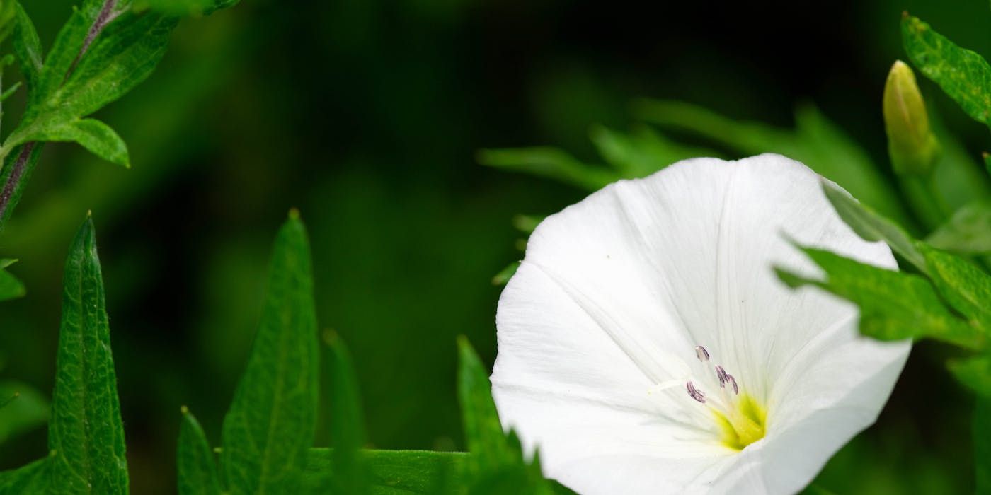 The moonflower