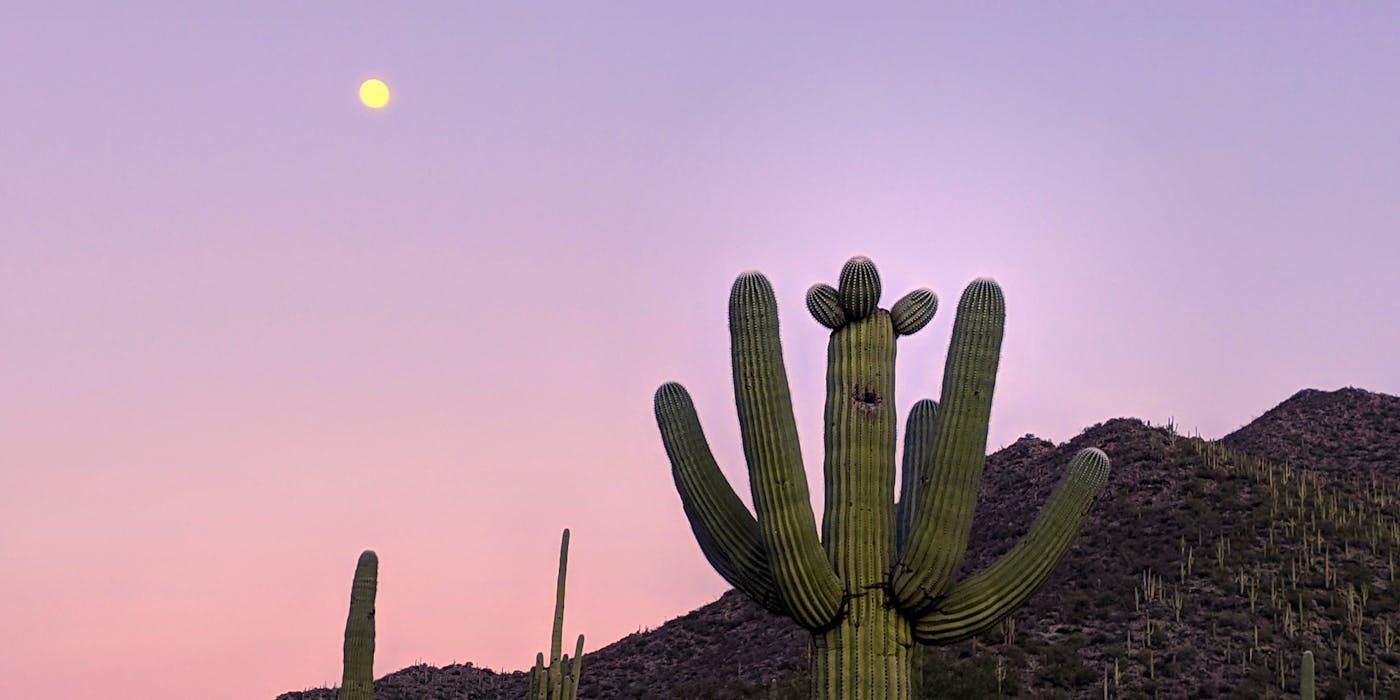 Saguaro cactus