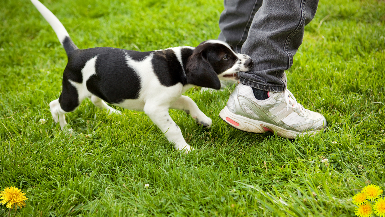 Puppy biting pants