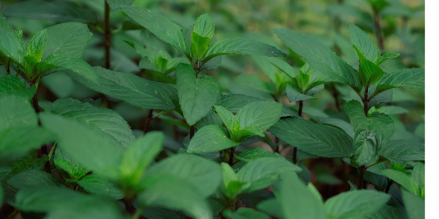 Chocolate mint in a garden