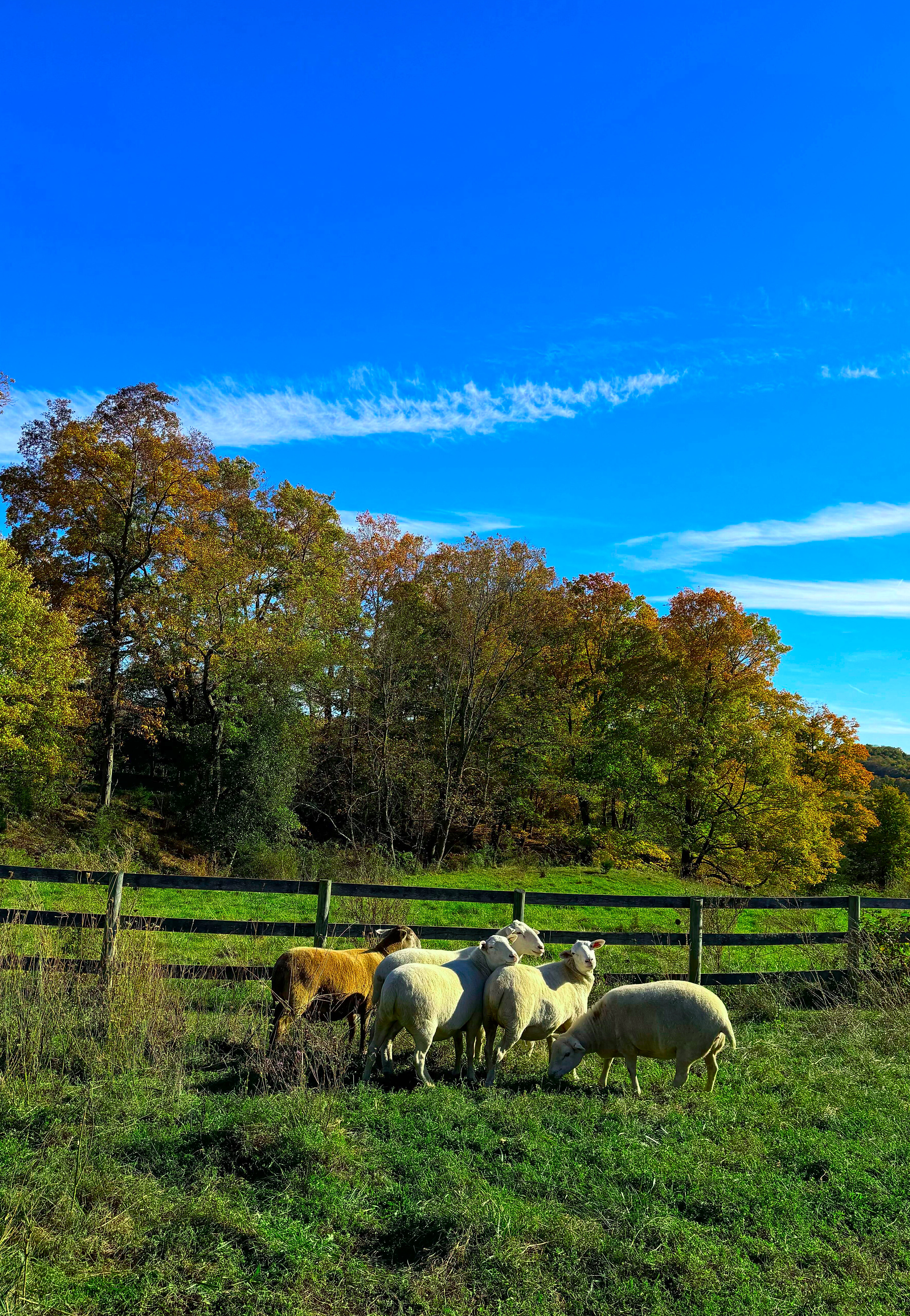 sheep on the farm