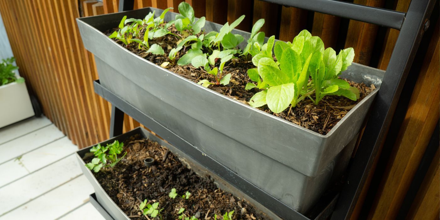 Plants growing in planters on a ladder