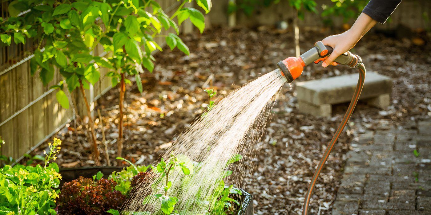 Watering a plant