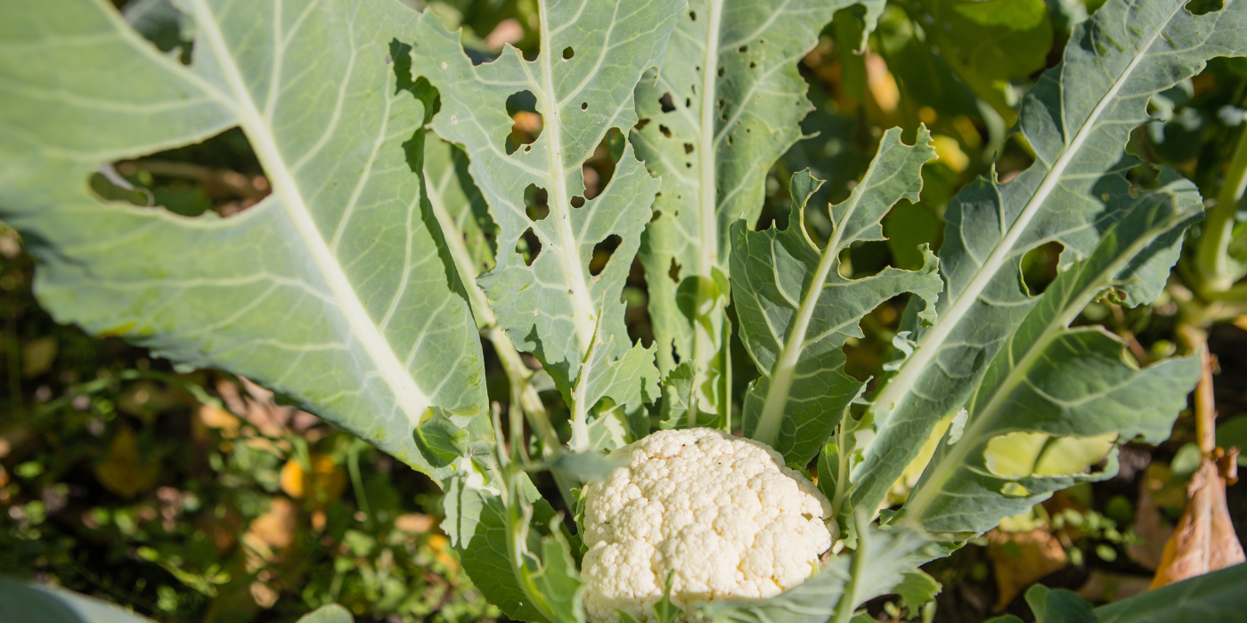 Pest eaten cauliflower