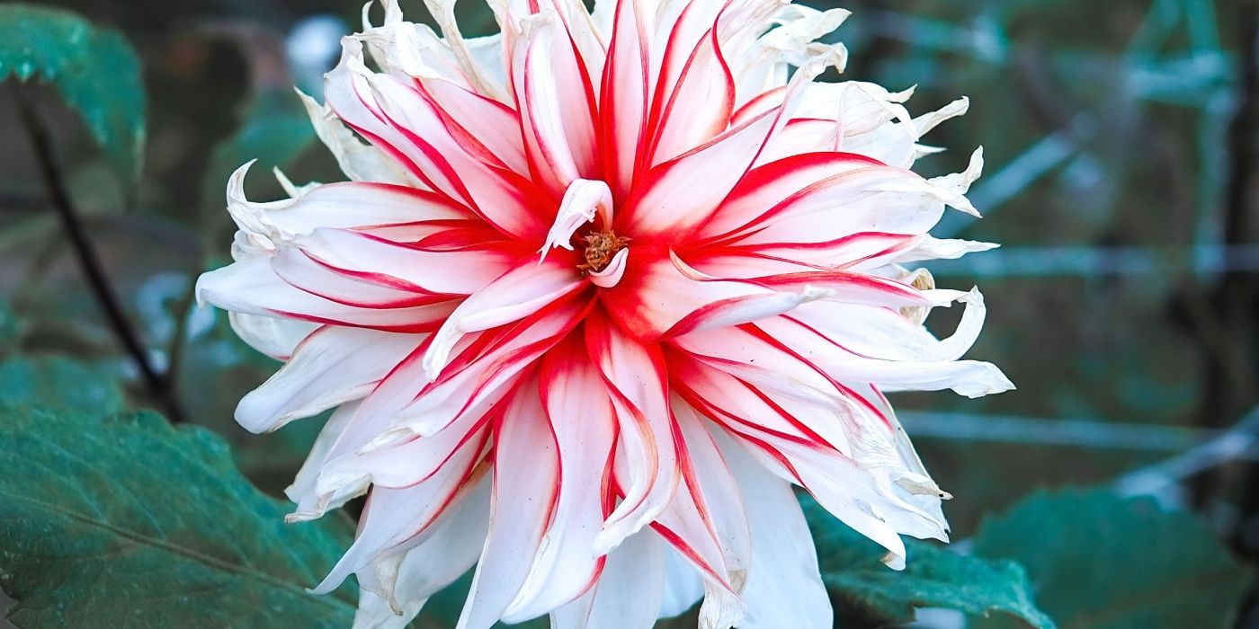Dahlia 'Santa Claus' bloom