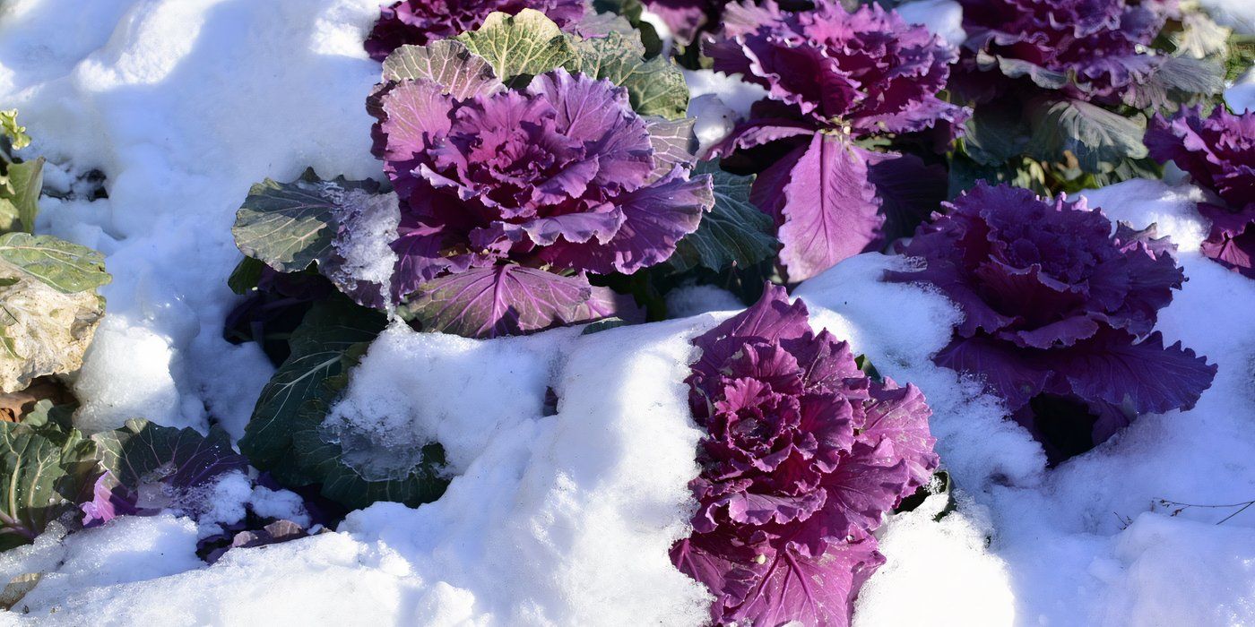 Ornamental cabbage in winter