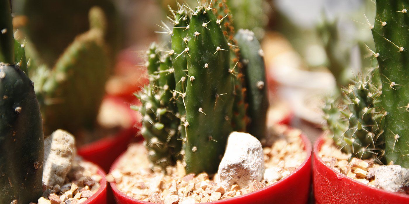 Mini cactus in gritty potting medium