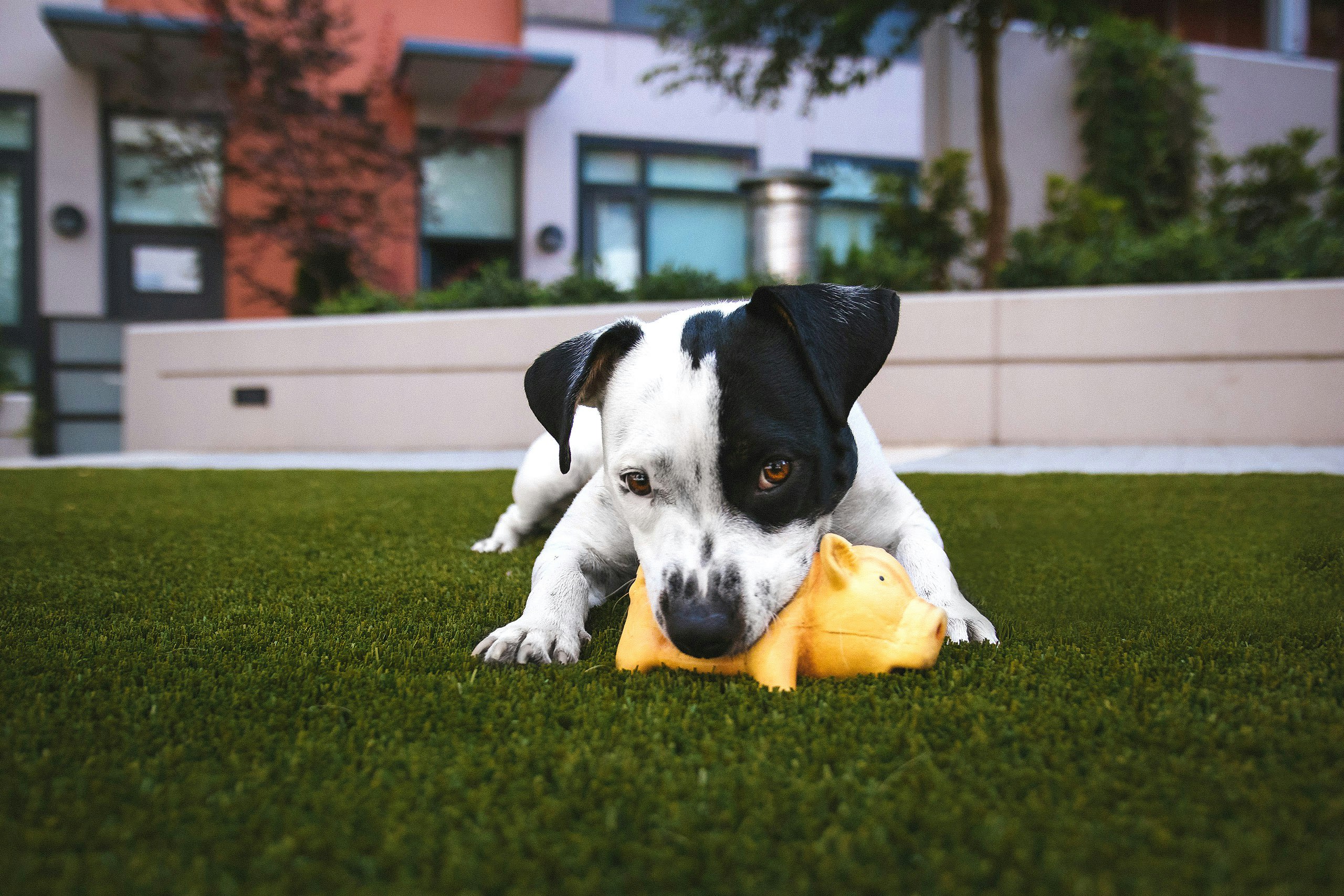 Dog chewing toy