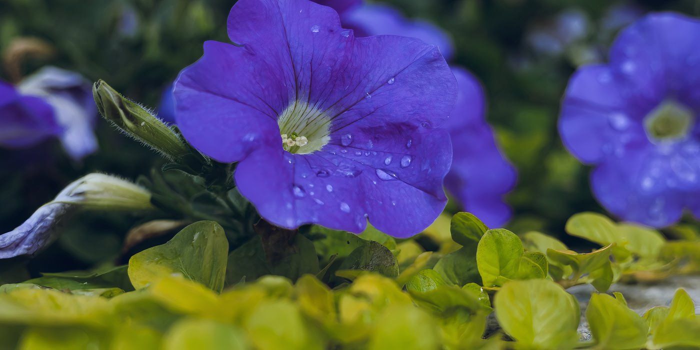 Blue petunias