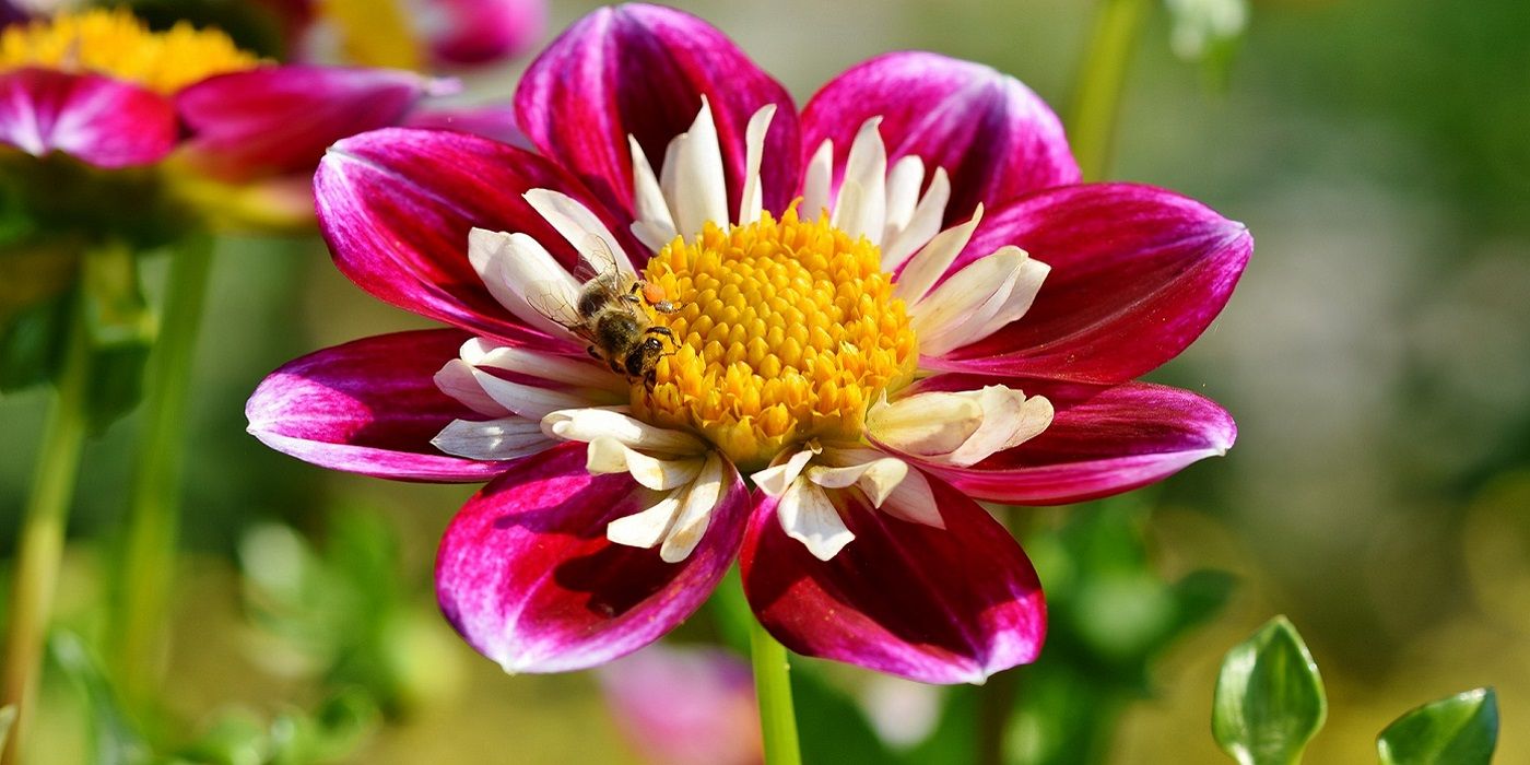 Zinnia flower in full bloom close up