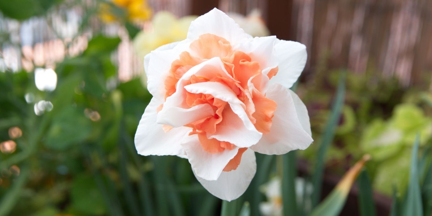 Double daffodil 'Santa Claus'