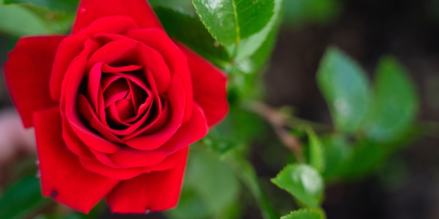 Red rose in bloom
