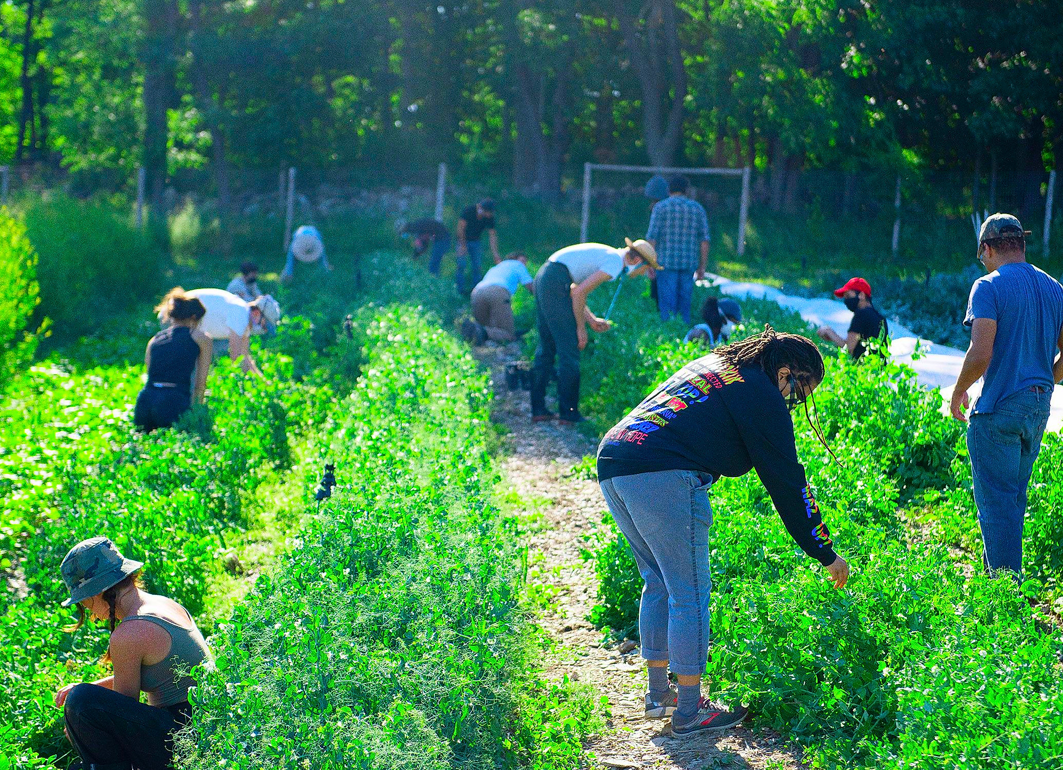 the team at sky high farm tends to the crops which are donated to people struggling with food insecurity